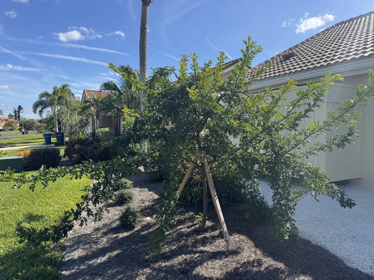 Cinnecord Acacia choriophylla — Florida Native Plants Nursery