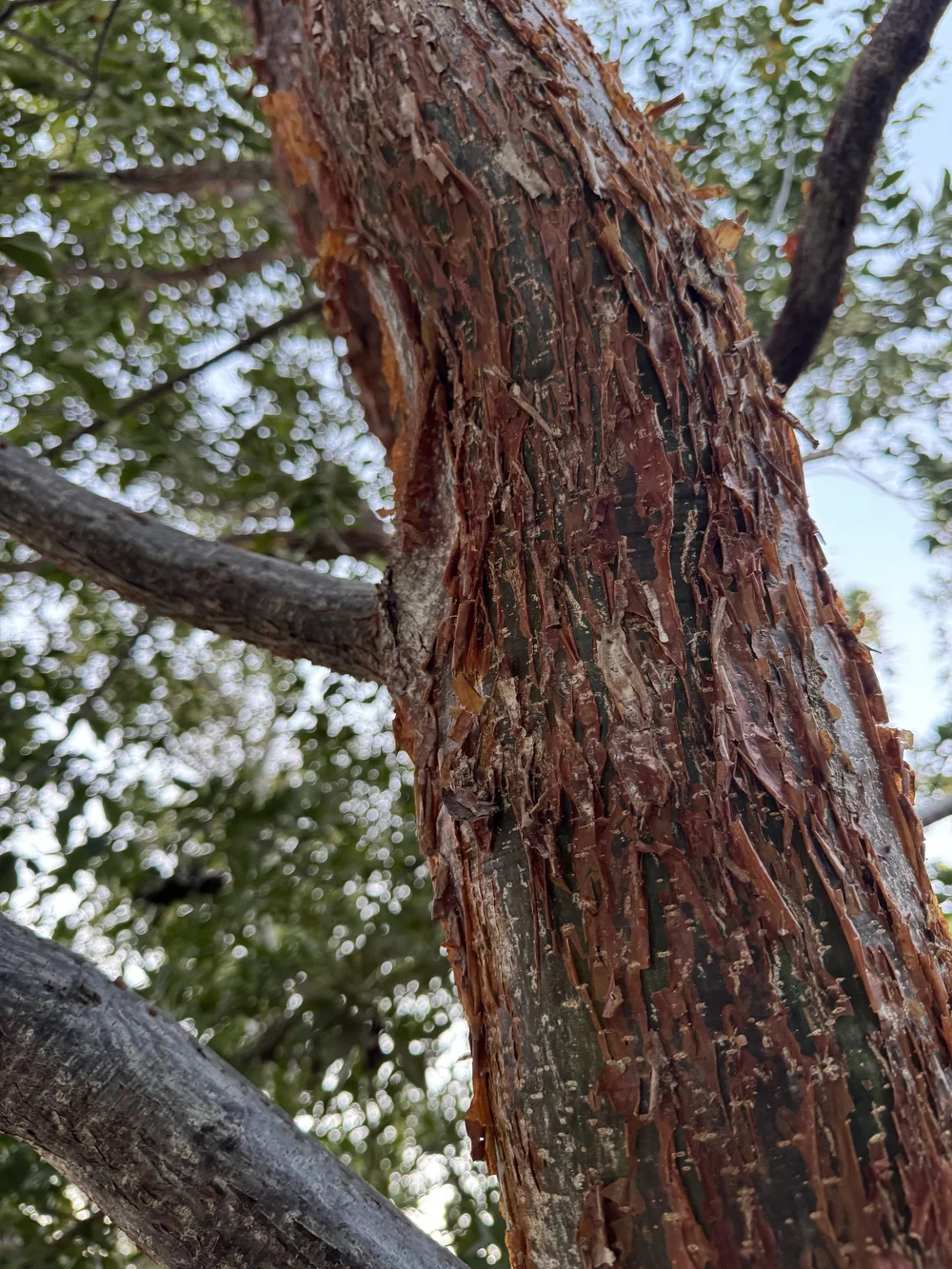 Gumbo Limbo Bursera simaruba — Florida Native Plants Nursery