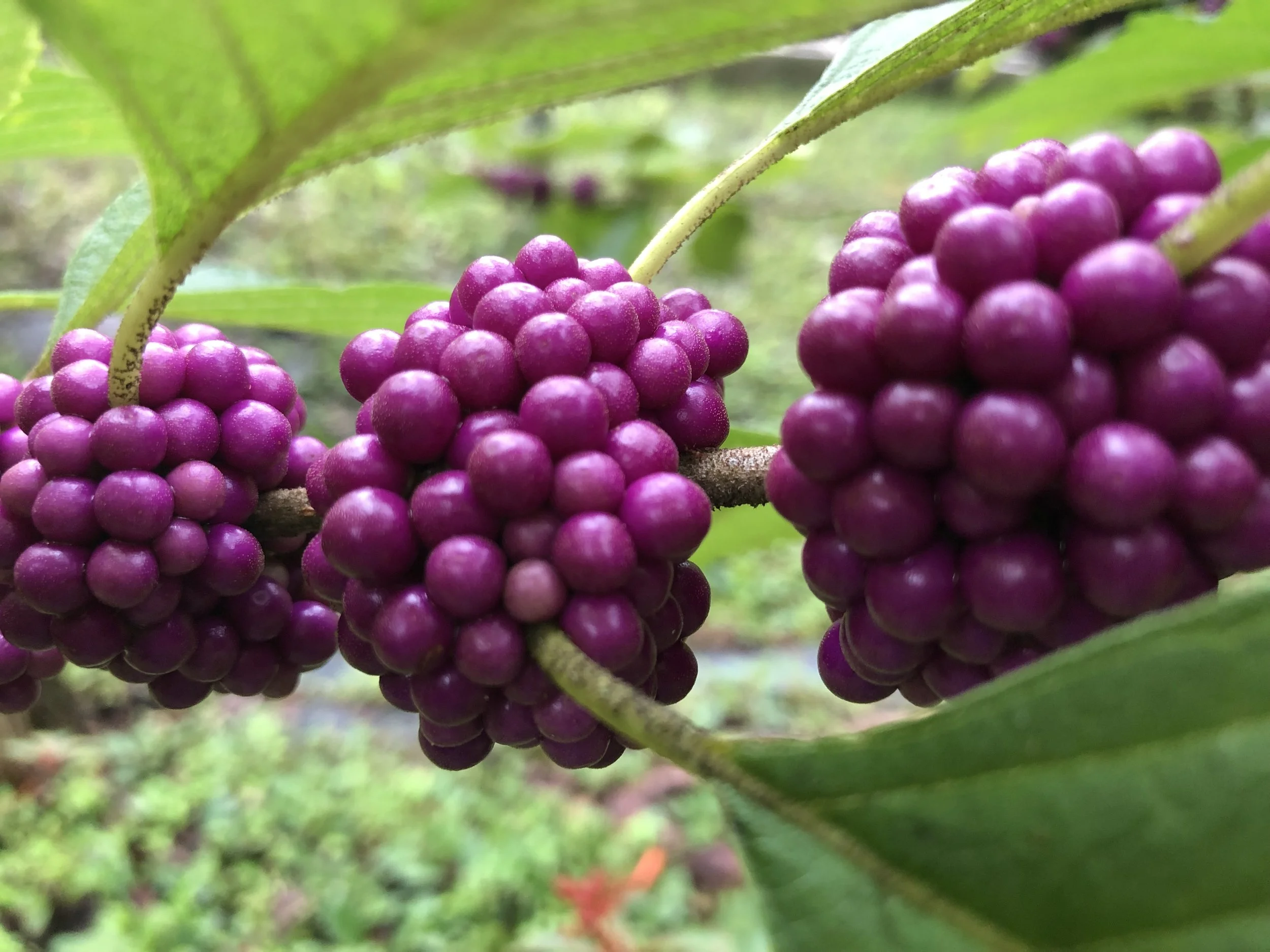 IMG_0755.jpeg
