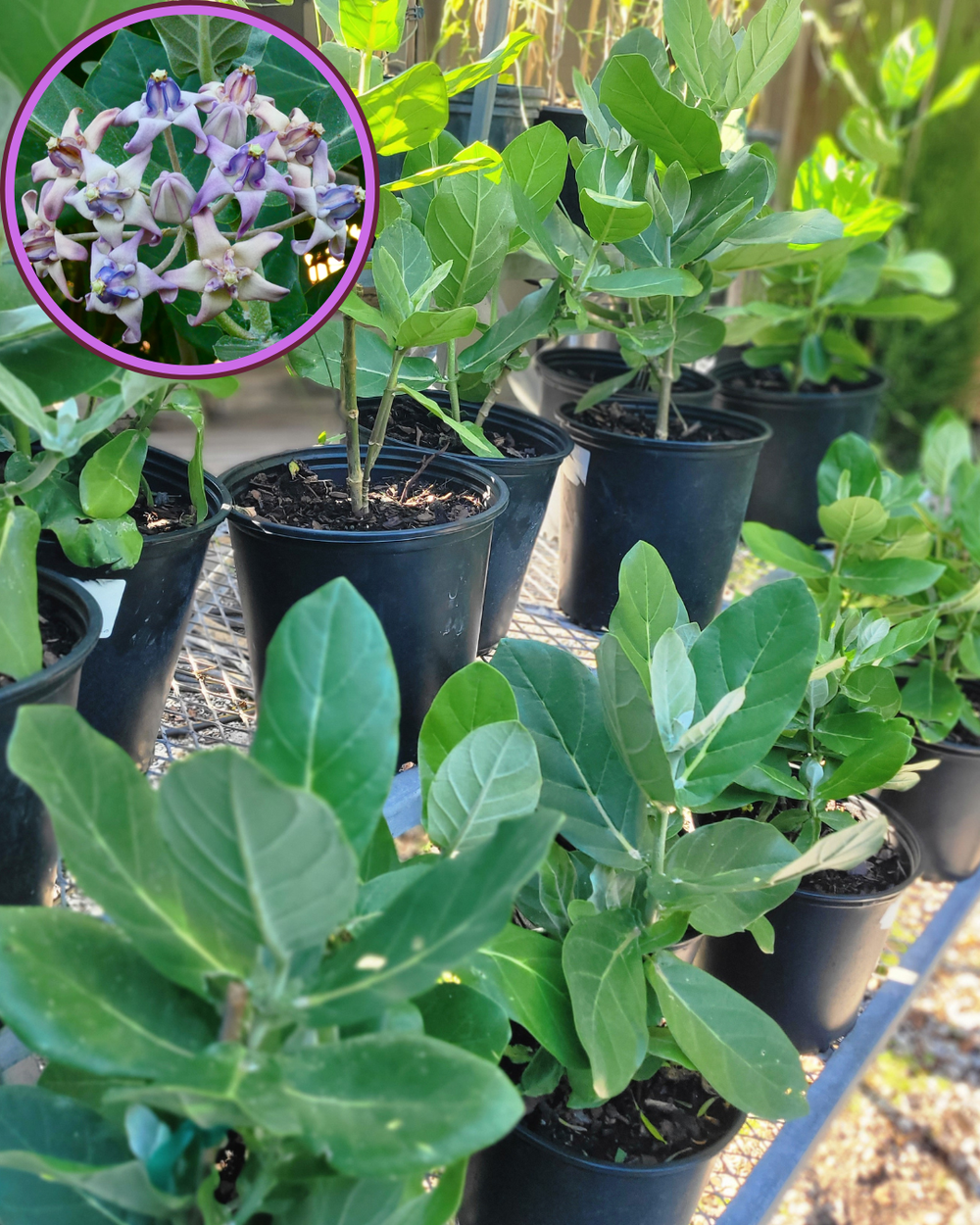 outdoor ivy plants English Ivy main image 0