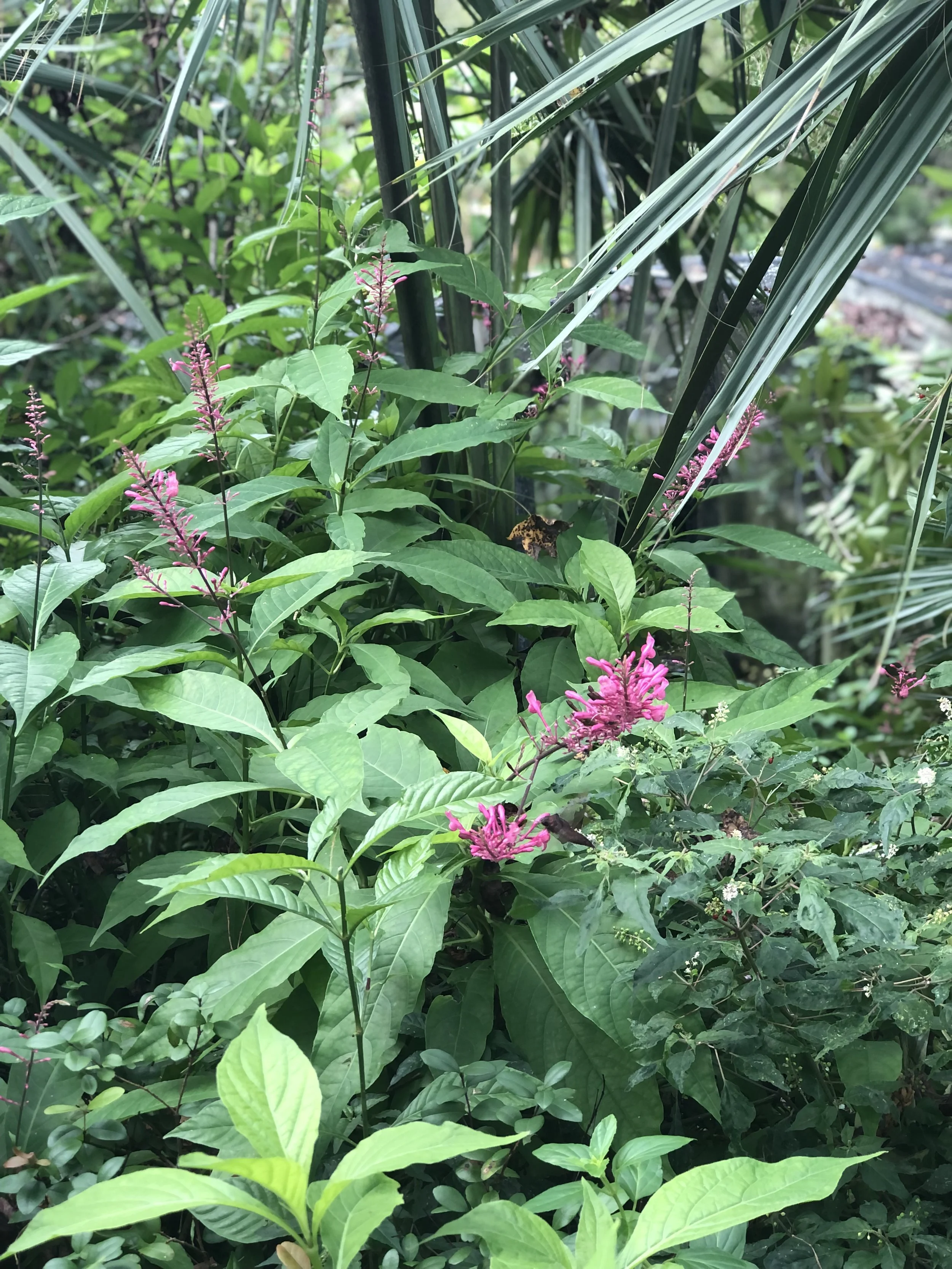 IMG_2917.jpeg