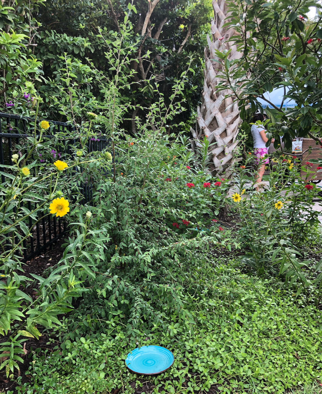 A one-of-a-kind butterfly garden on Bird Key planted in memory of a loved one.