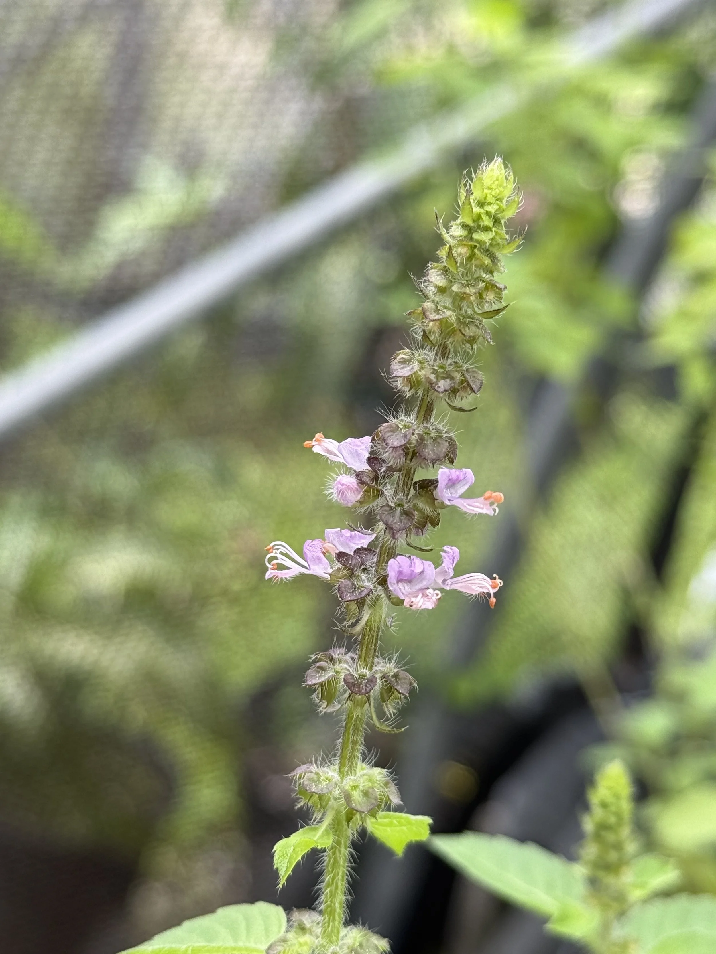 Holy Basil Close Up.jpg