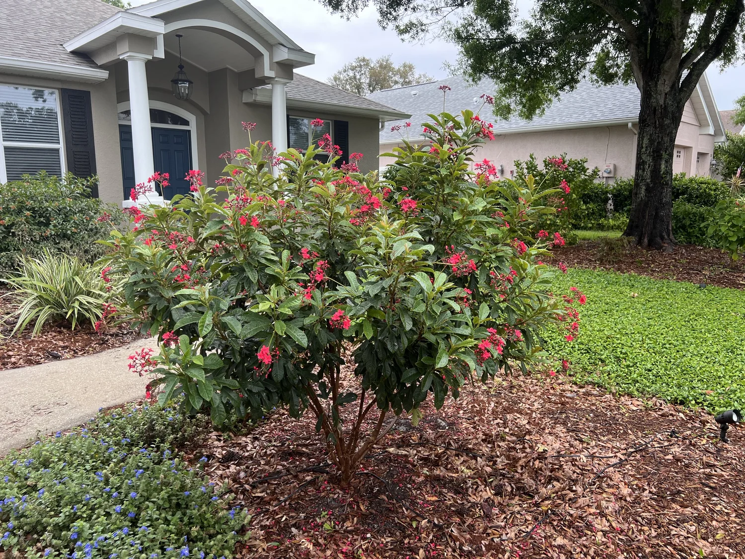 Jatropha, Jatropha integerrima — Florida Native Plants Nursery