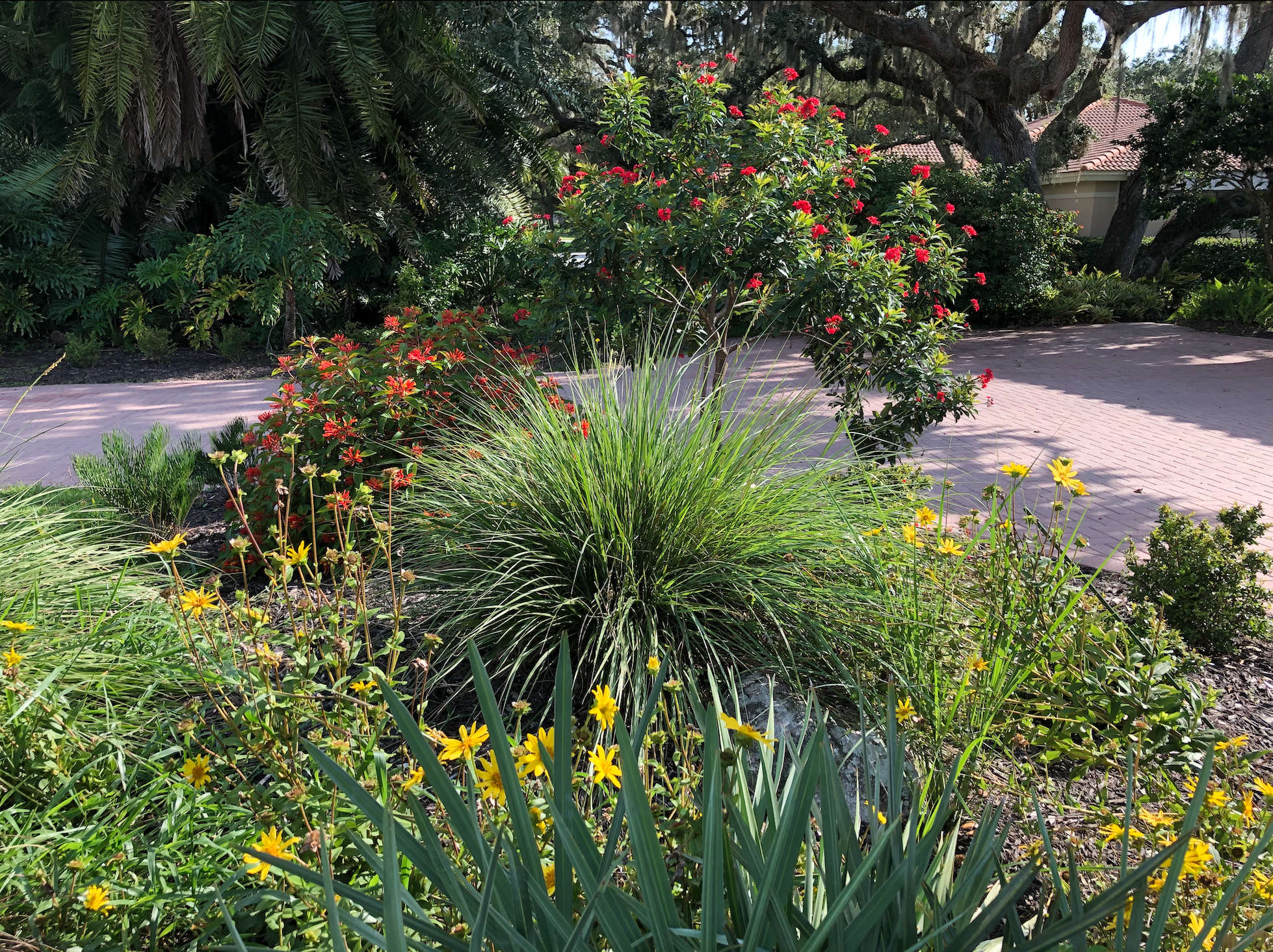An example of a front yard garden in a formal golf course community in Sarasota, Florida. Featuring plants for butterflies and hummingbirds.
