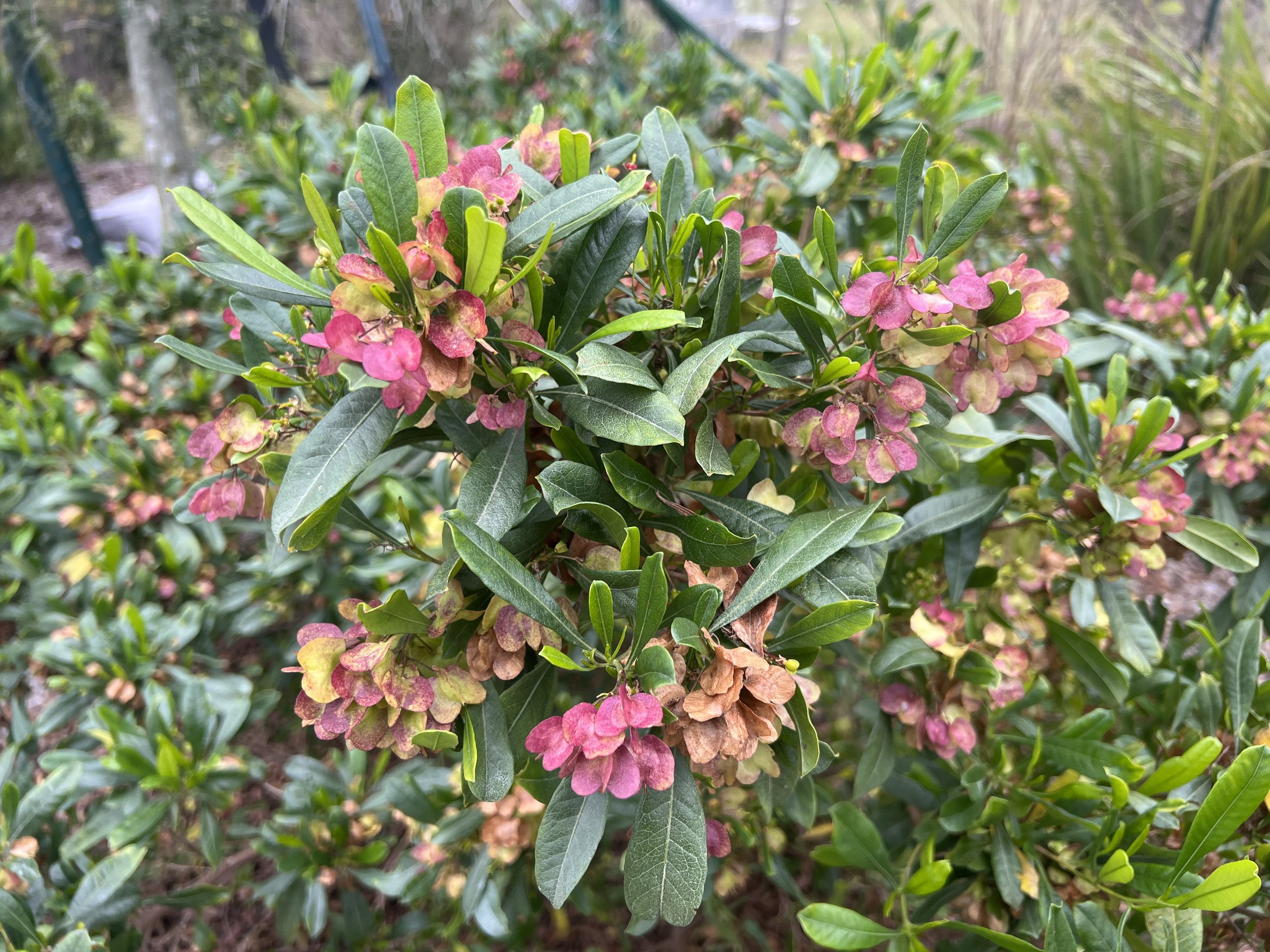 Dwarf Varnish Leaf, Dodonaea viscosa — Florida Native Plants