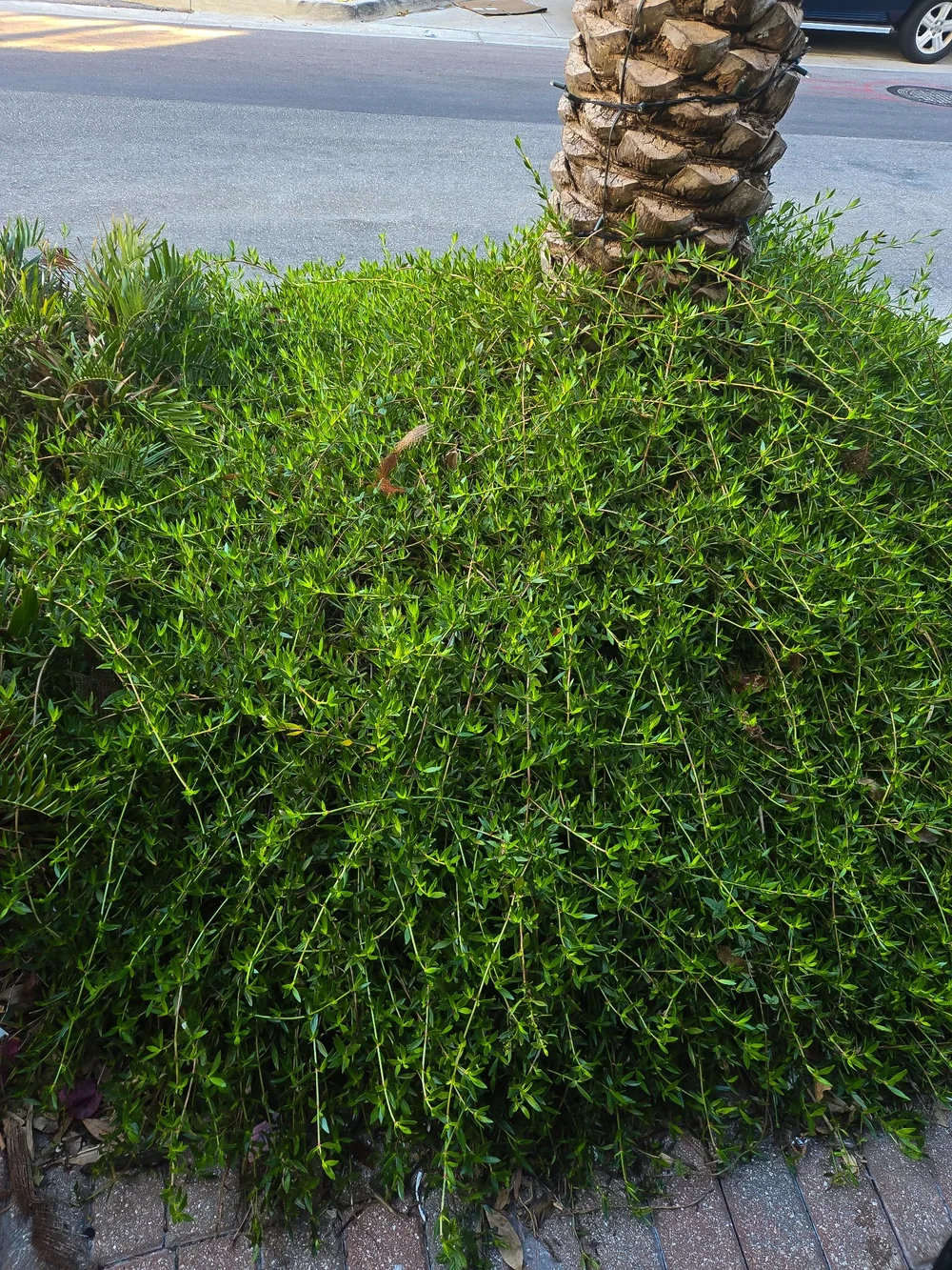 Golden Beach Creeper, Ernodea littoralis  Florida Native Plants Nursery &  Landscaping