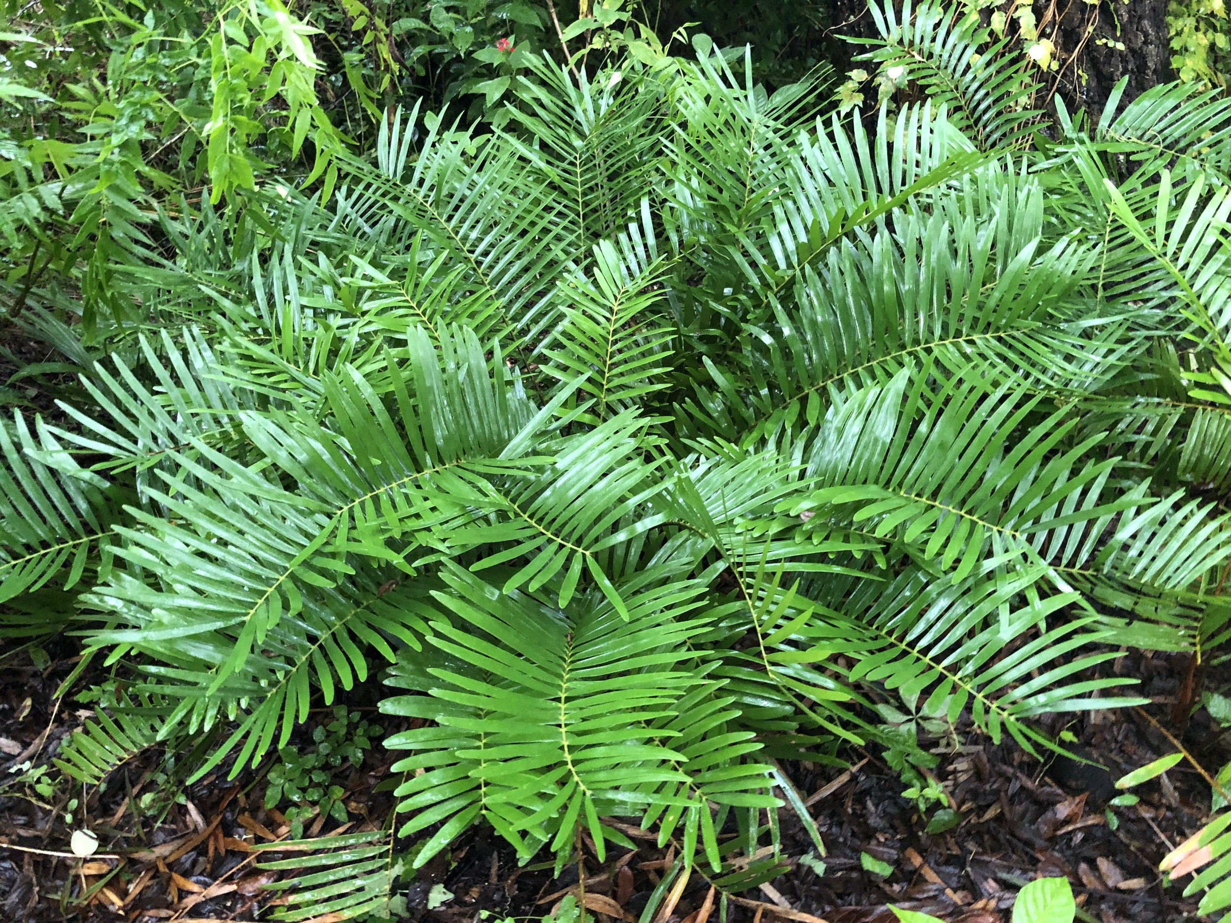 Coontie