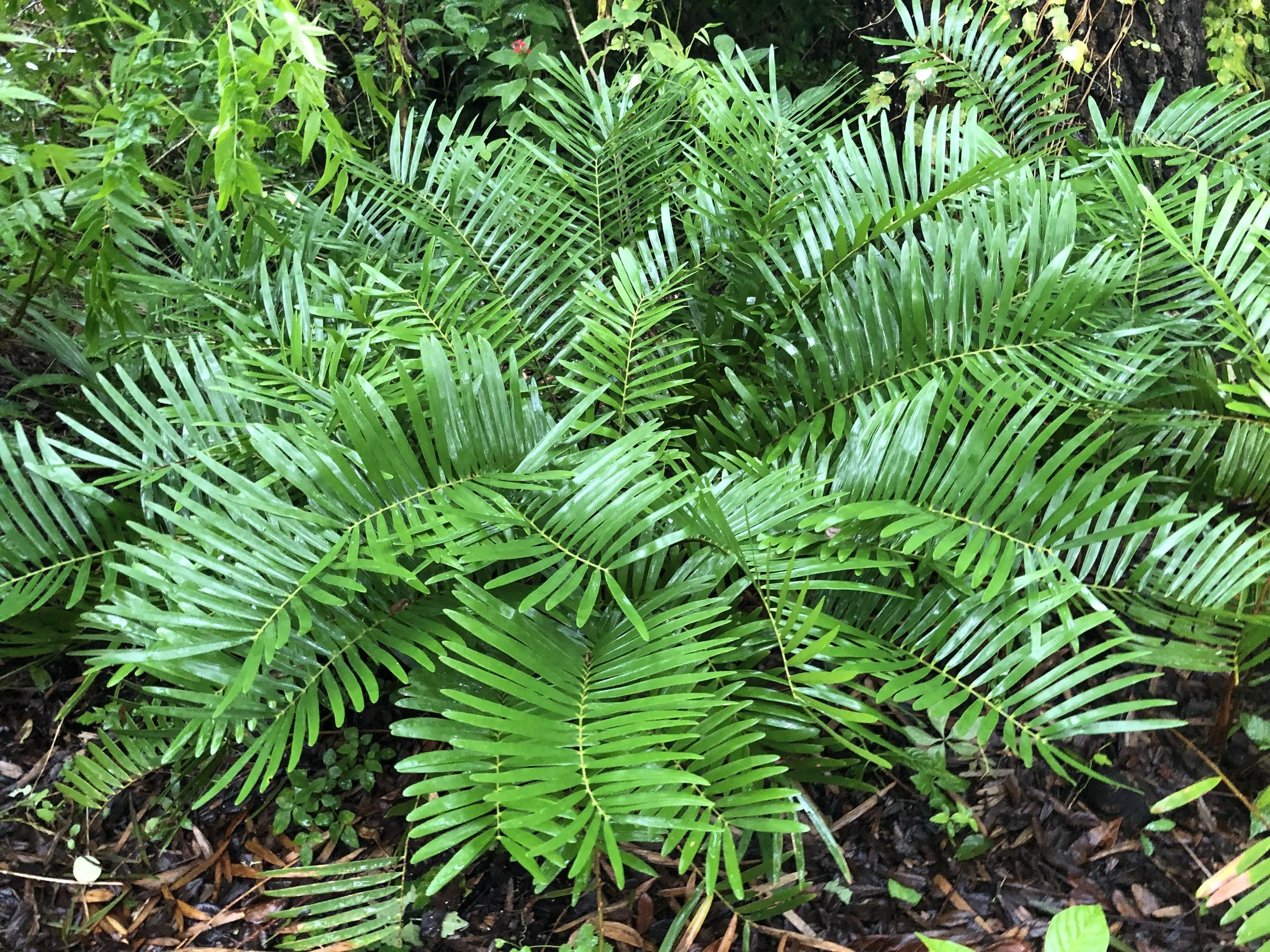 Cycads