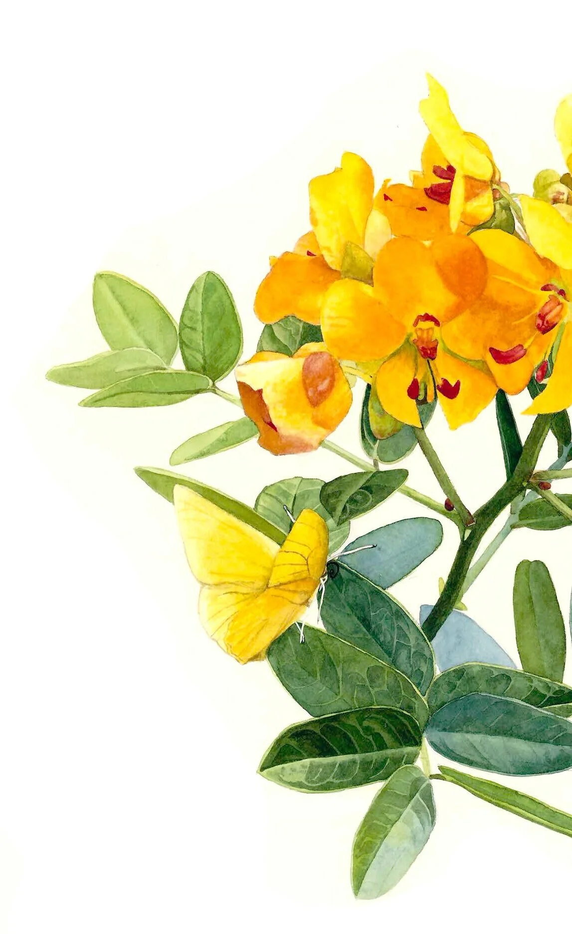 Wildflowers — Florida Native Plants Nursery & Landscaping