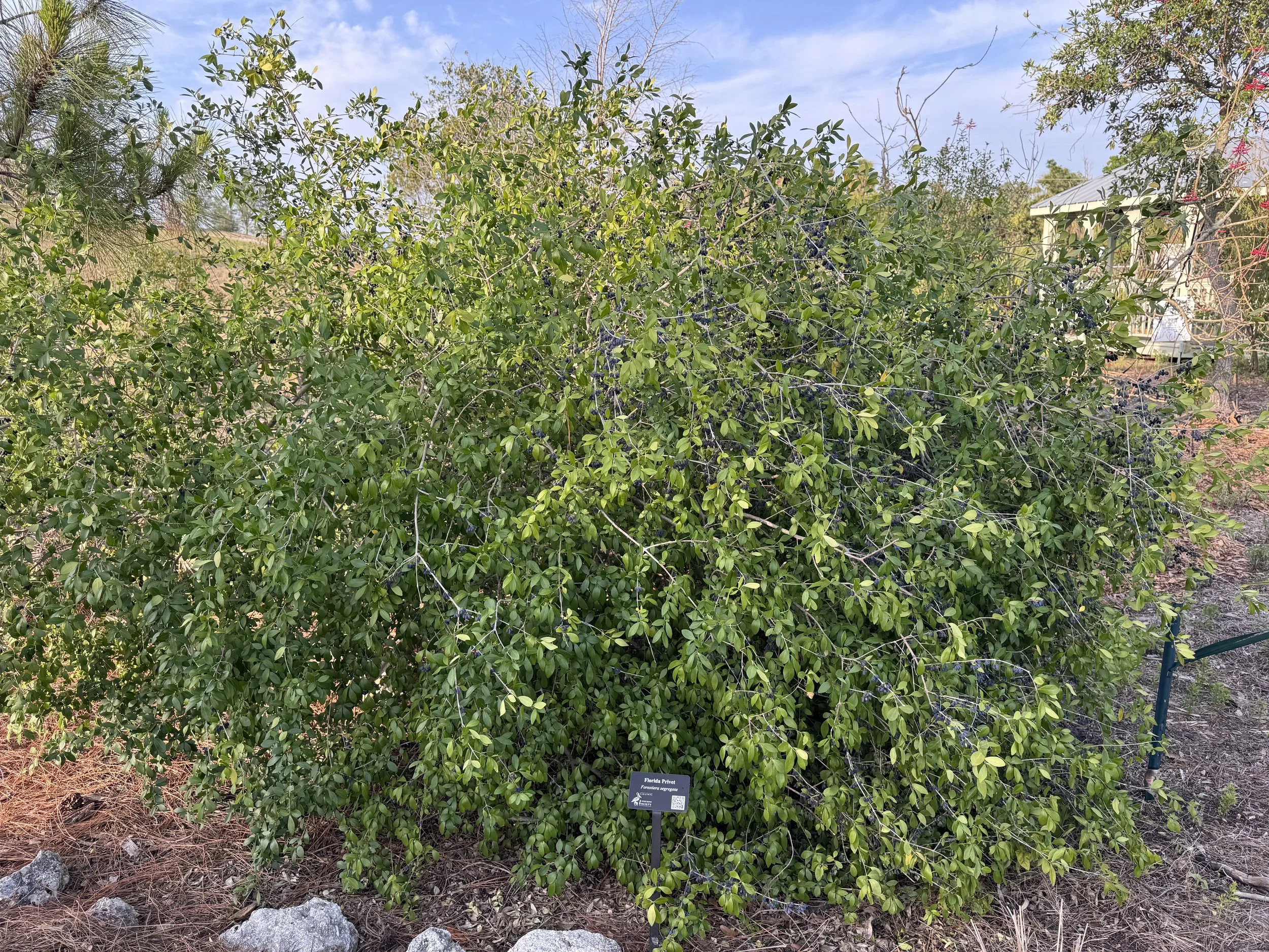 Florida Privet