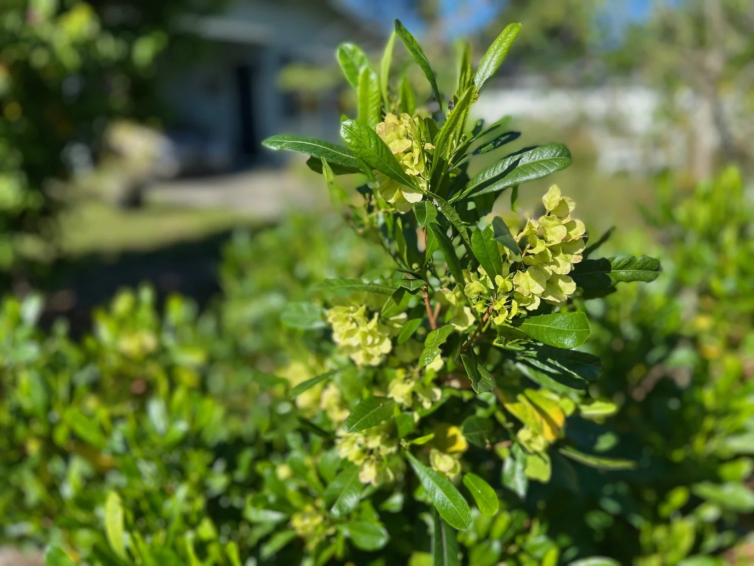 Walter's Viburnum (Viburnum obovatum) — Florida Native Plants Nursery ...