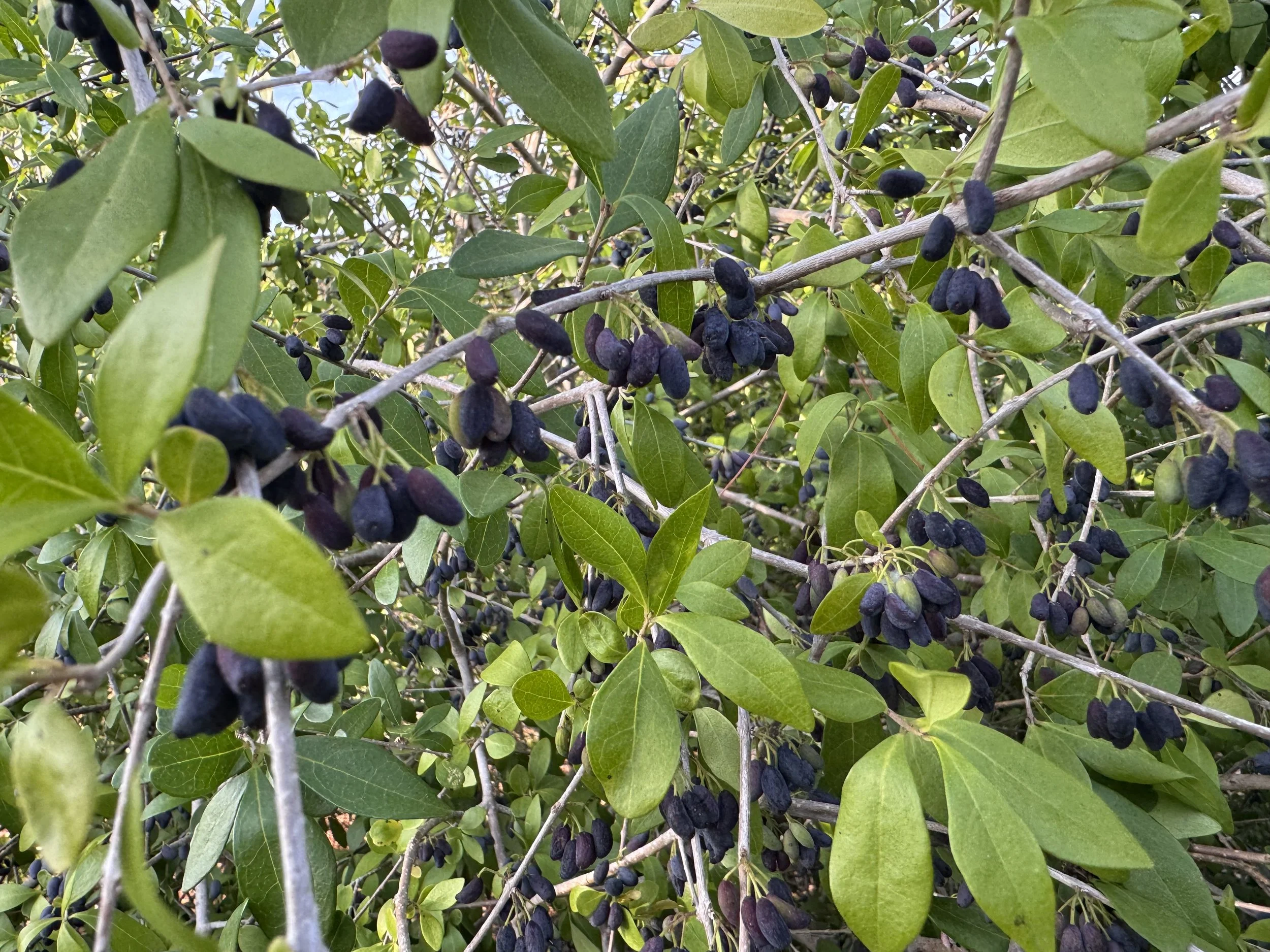Walter's Viburnum (Viburnum obovatum) — Florida Native Plants Nursery ...