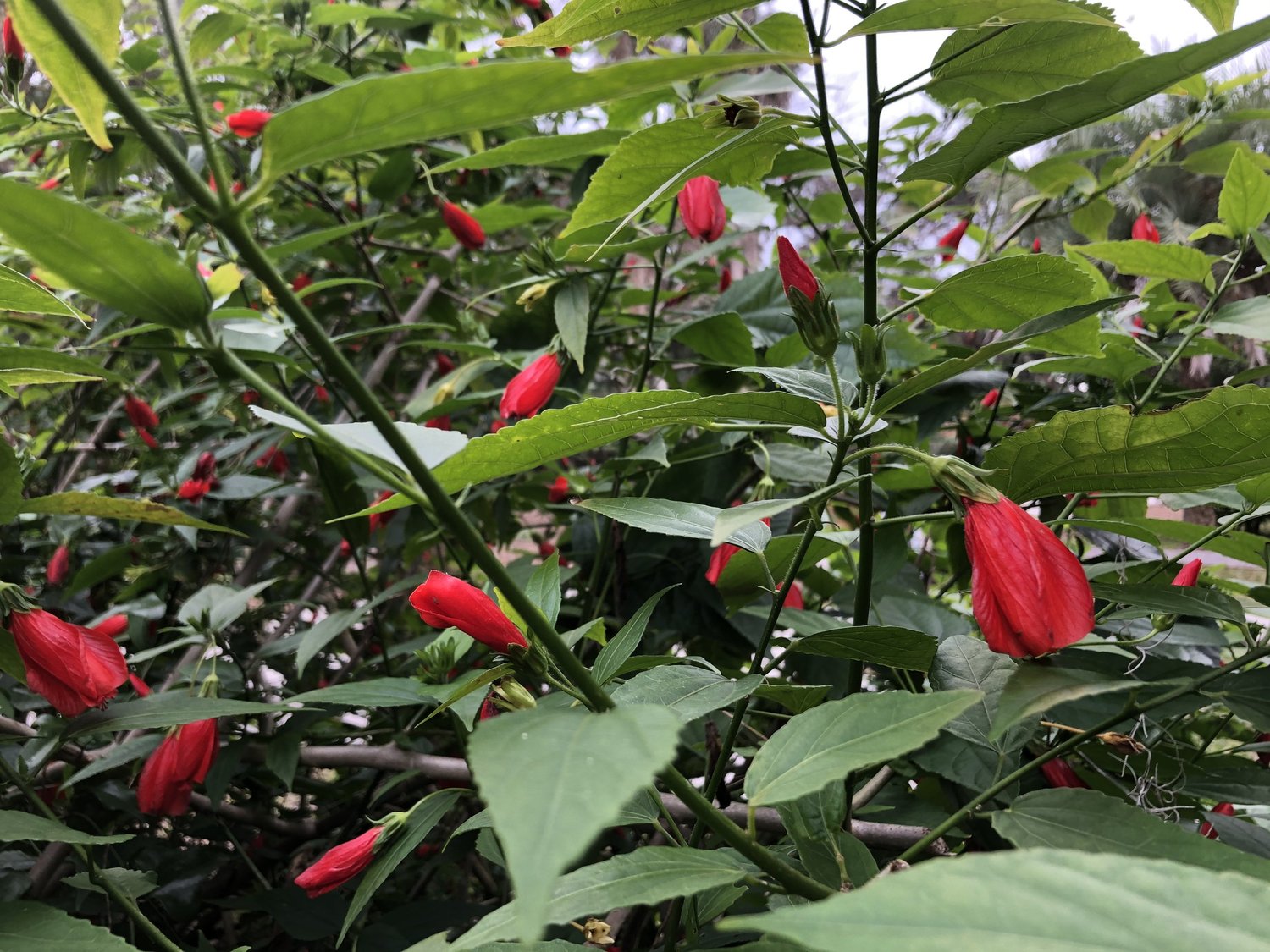 Sleeping Hibiscus, Malvaviscus penduliflorus — Florida Native