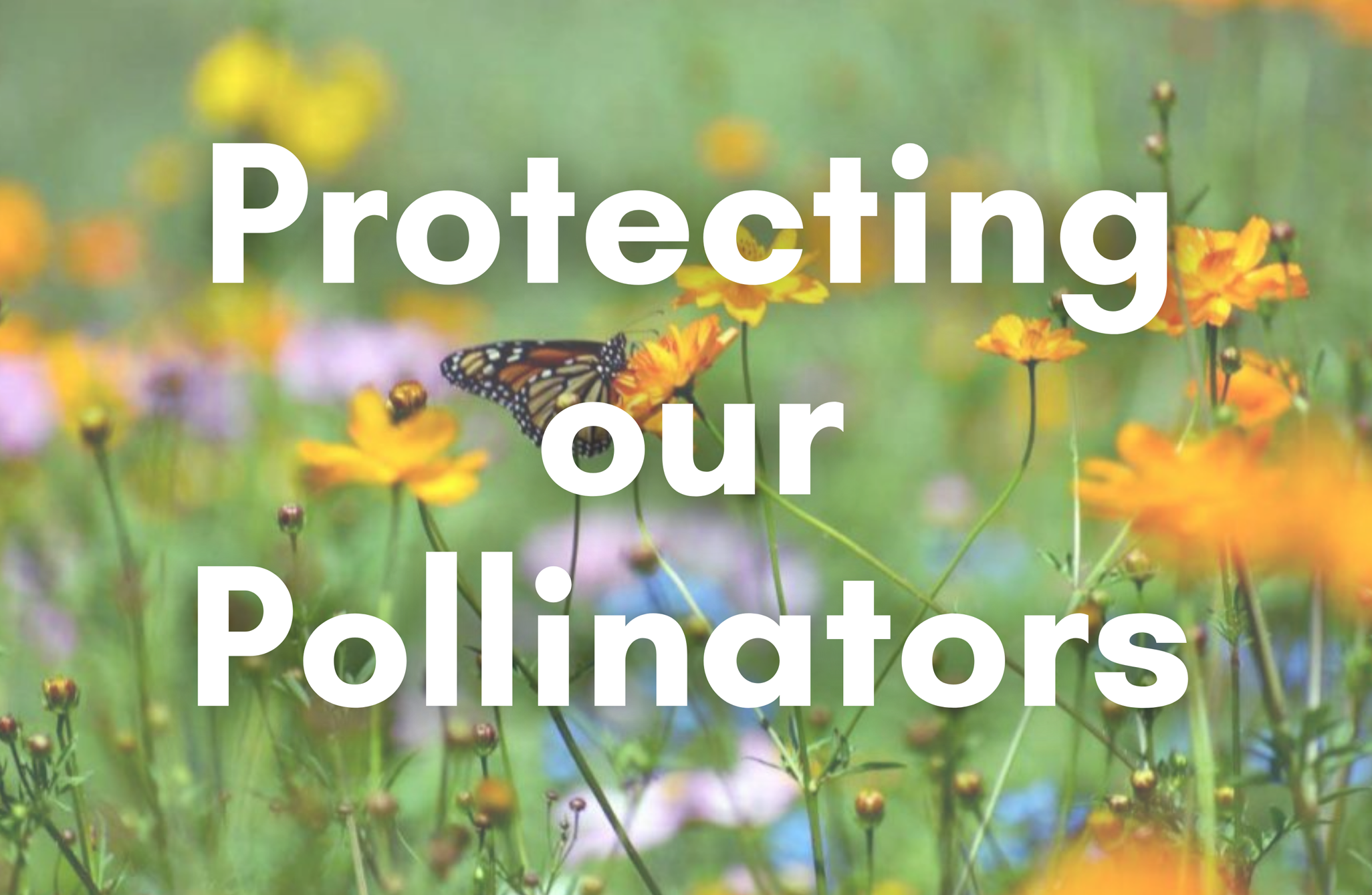 Protecting our Pollinators copia_.png