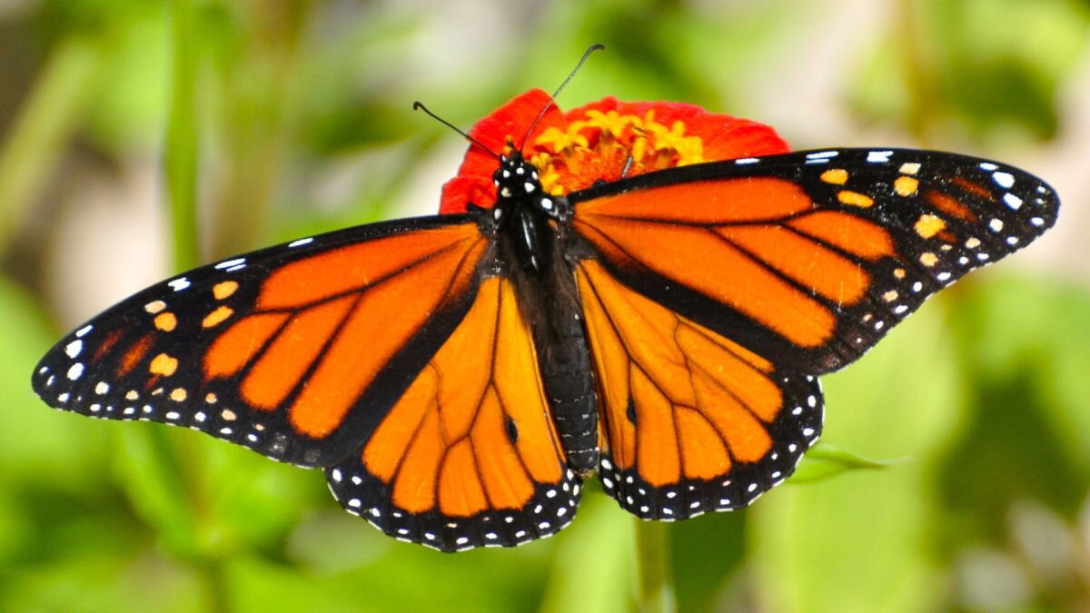 monarch butterfly.jpeg