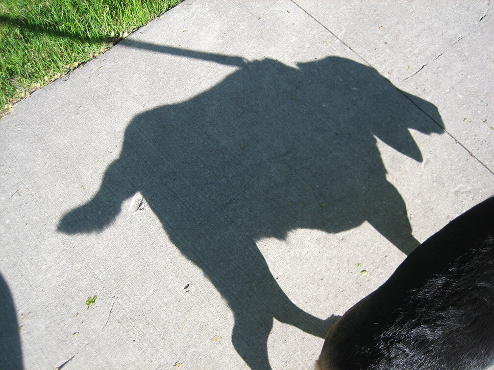 Dog shadow sidewalk 2web.jpg
