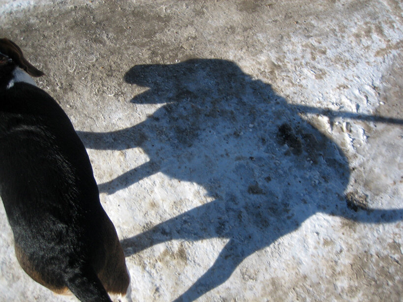 Dog Shadow snow 4web.jpg