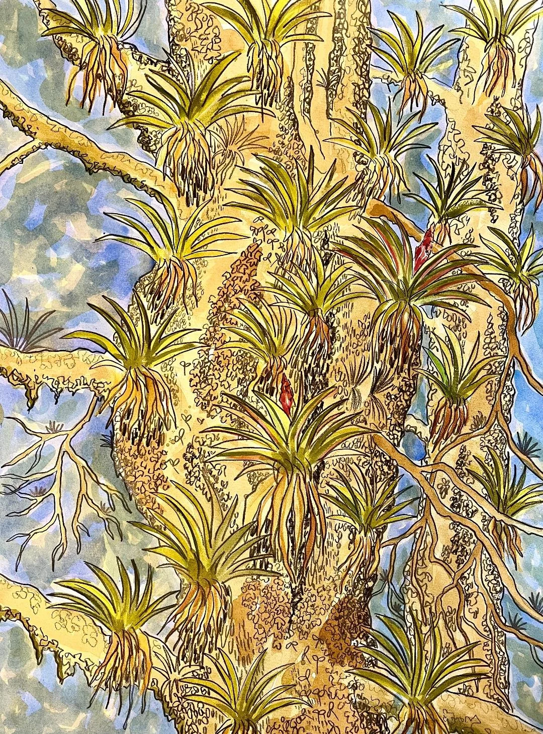 Bromeliads in the Cloud Forest.jfif