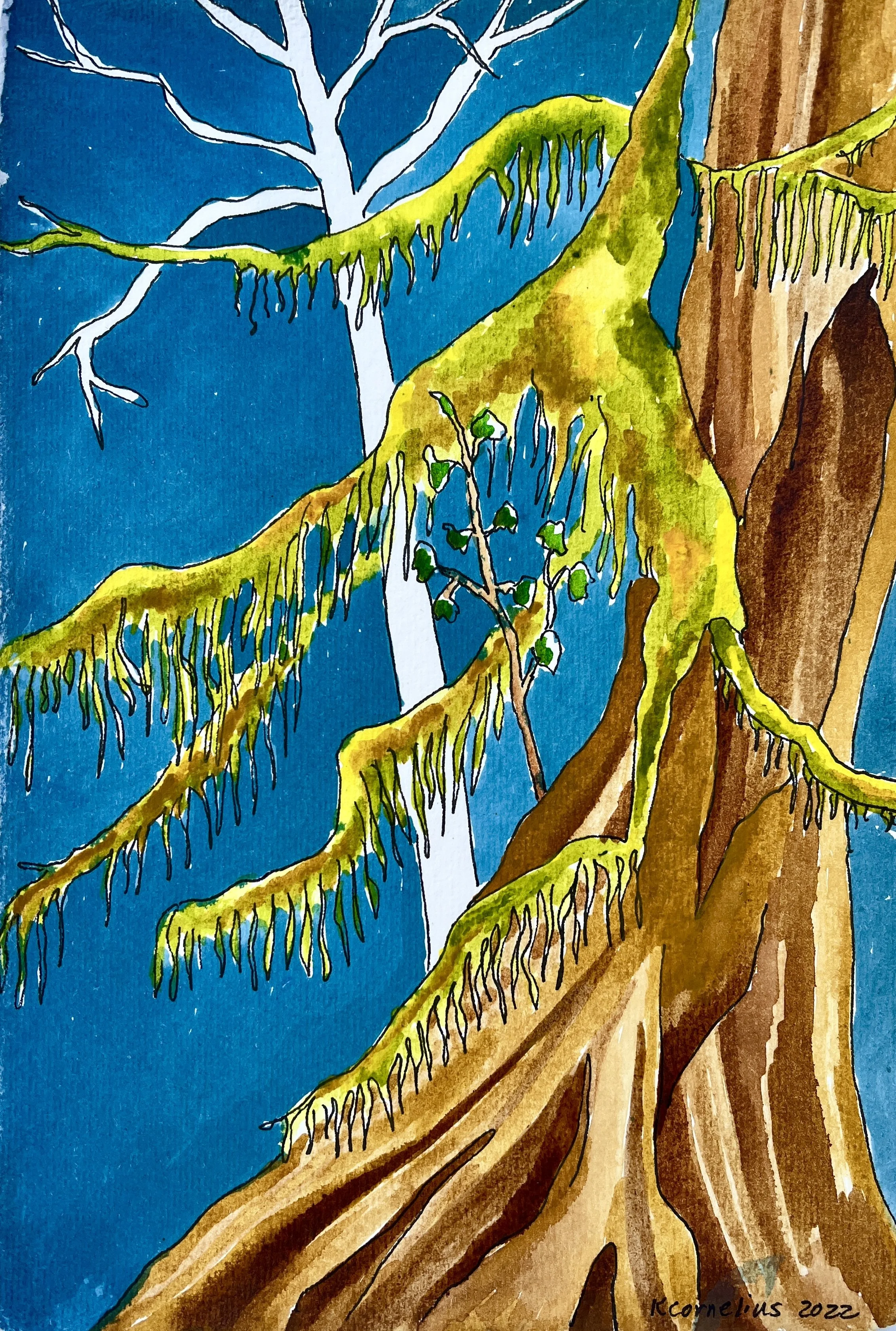 Rainforest Wonderful.jpg