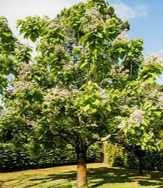 catalpa.png