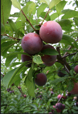 Plum.png