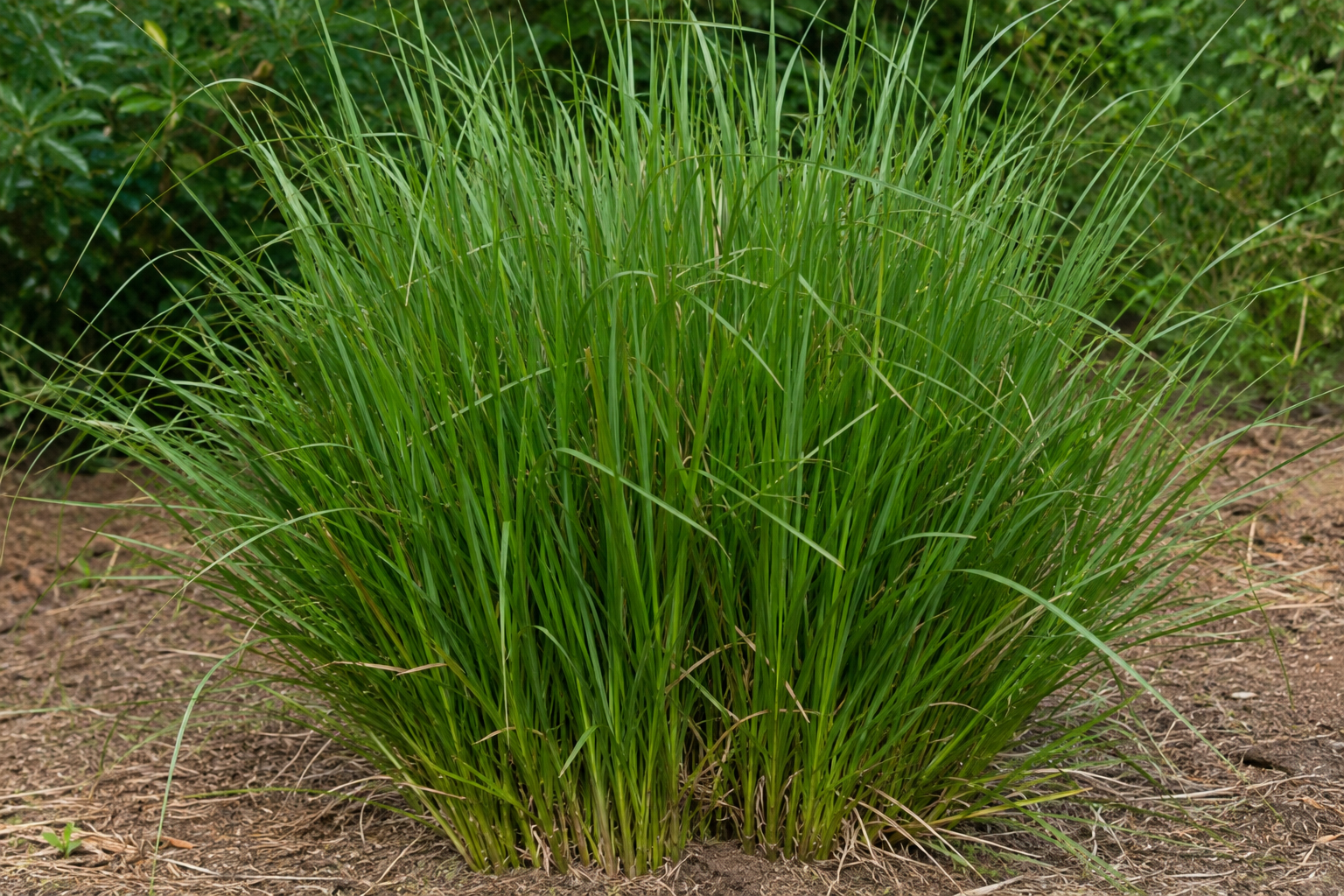 Vetiver.png