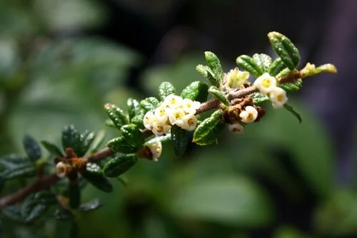 bahama berry.jpg