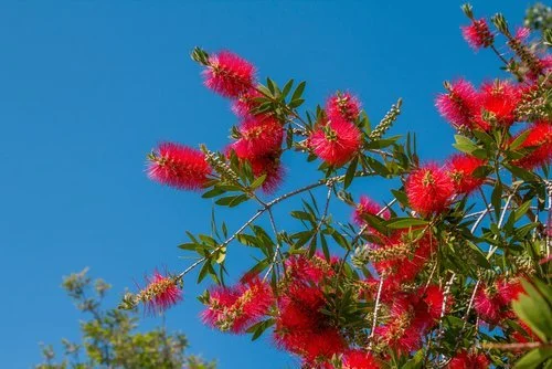 bottlebrush.jpeg