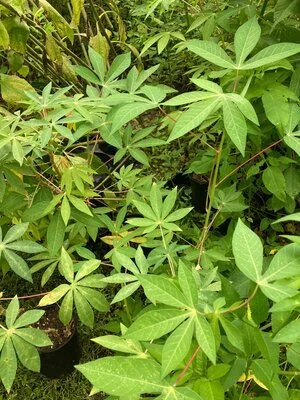 Cassava  Eat Your Yard Jax | A nonprofit edible plant nursery & education  center