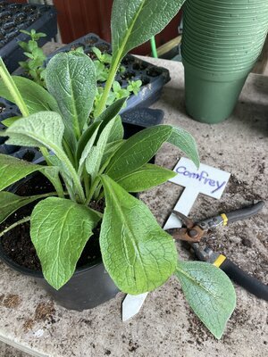 comfrey.jpg