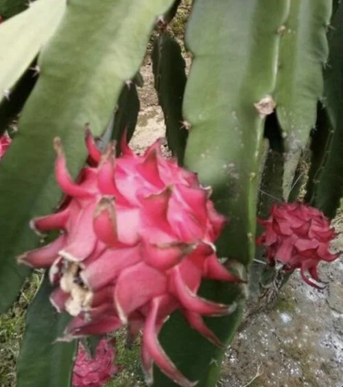 cactus live Jumping Cholla Cactus Live Cutting, Fast Growing, Evergreen, Full Sun, Arid  Climate, Indoor/Outdoor, Unique Plant for Cacti Lovers main image 1