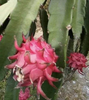 Cactus (Edible)  Eat Your Yard Jax | A nonprofit edible plant nursery &  education center