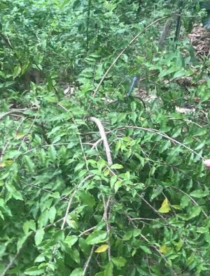 dwarf barbados cherry.jpg