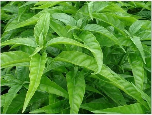 vietnamese spinach.jfif