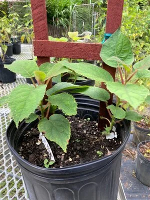 kiwi vine.jpg