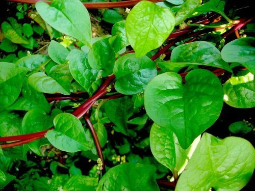Malabar Spinach.jfif