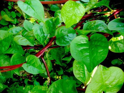 Spinach (Perennial)  Eat Your Yard Jax | A nonprofit edible plant nursery  & education center