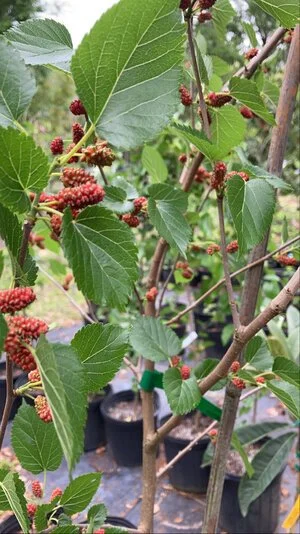 dwarf mulberry.jpg