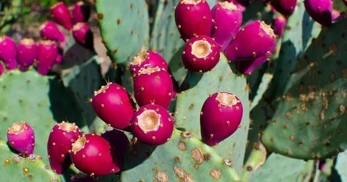 prickly pear.jfif
