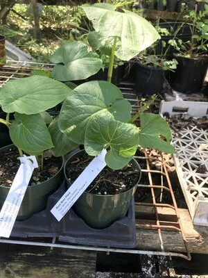 Root Beer Plant  Eat Your Yard Jax | A nonprofit edible plant nursery &  education center