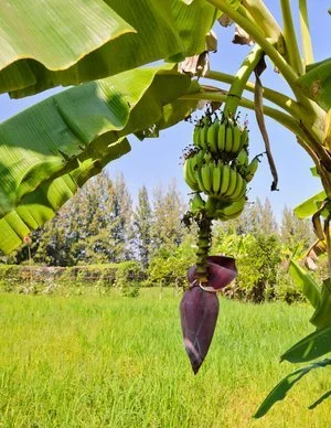 Banana Plant  Eat Your Yard Jax | A nonprofit edible plant nursery &  education center
