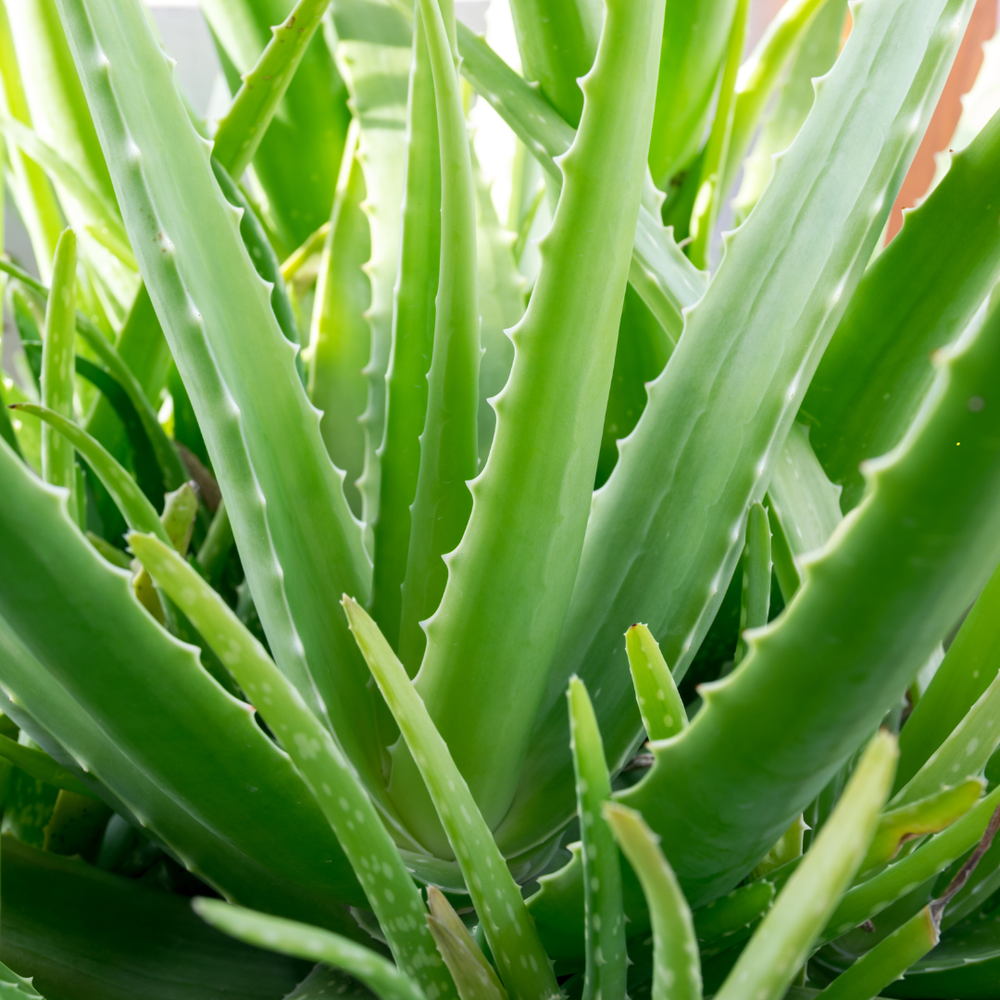is agave fattening Blue Glow Agave - Agave Blue Glow main image 0
