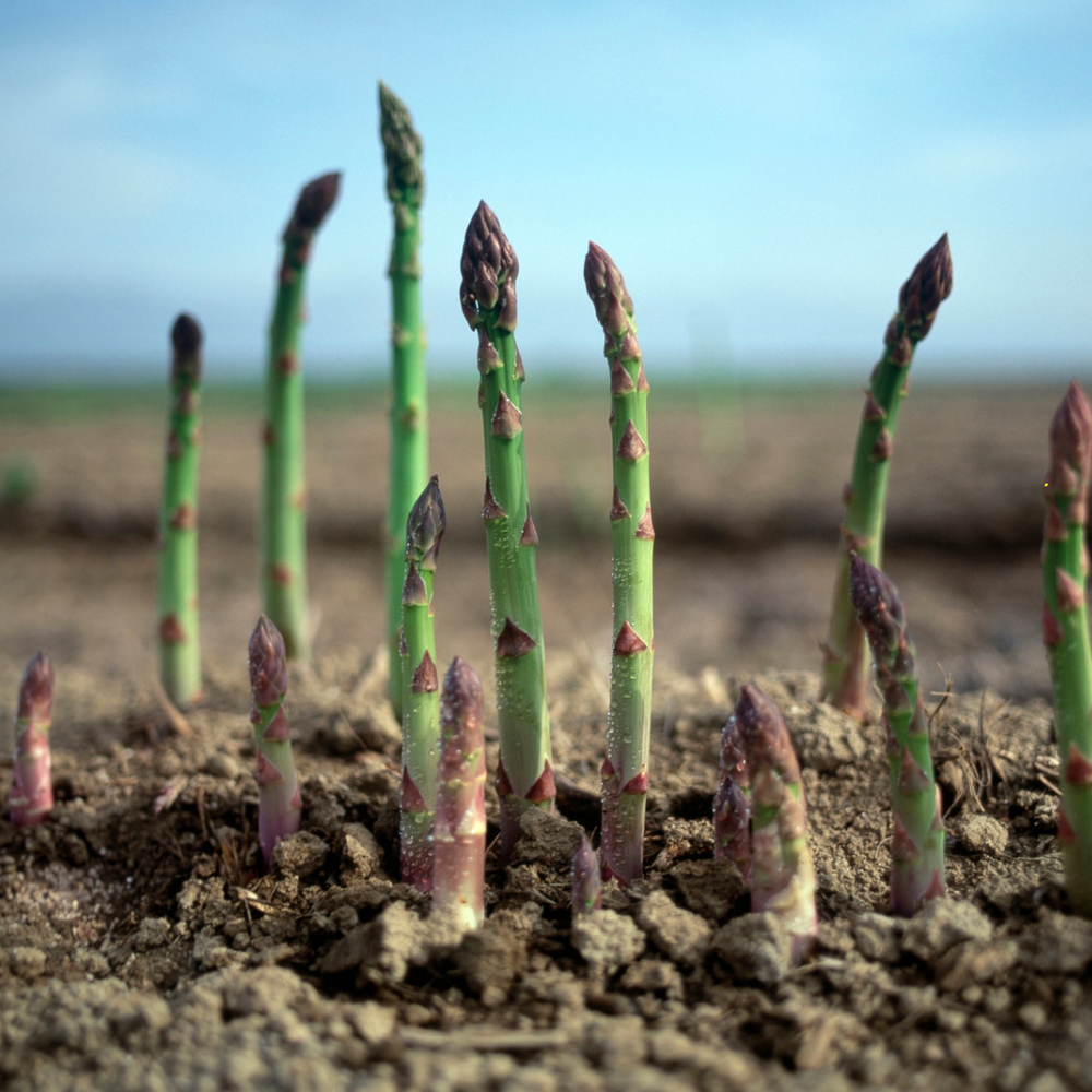 Asparagus Crowns  Eat Your Yard Jax | A nonprofit edible plant nursery &  education center