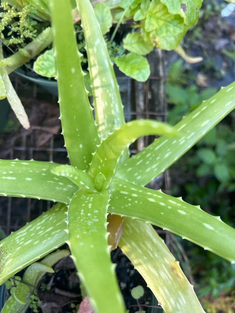 aluna aloe vera Whole Leaf Aloe Vera Power