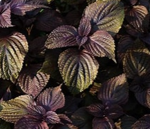 Shiso.png