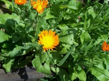 calendula.png