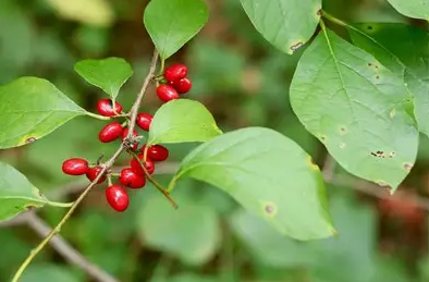 spicebush.png