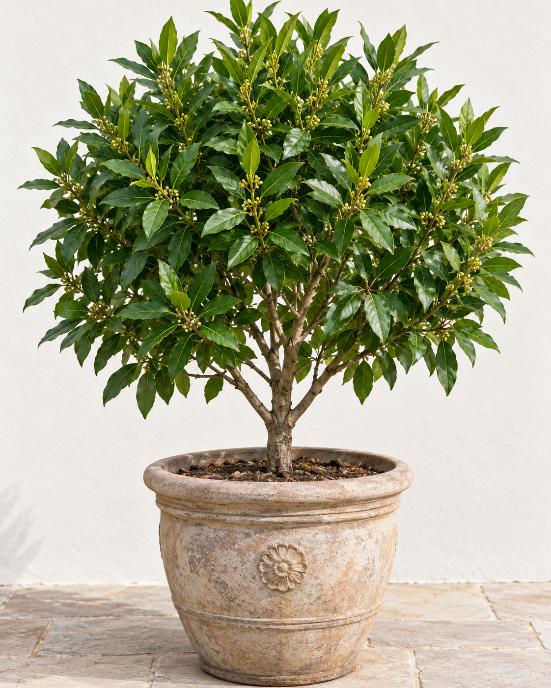 Bay Laurel.png