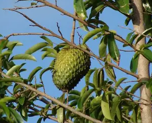 soursop.png
